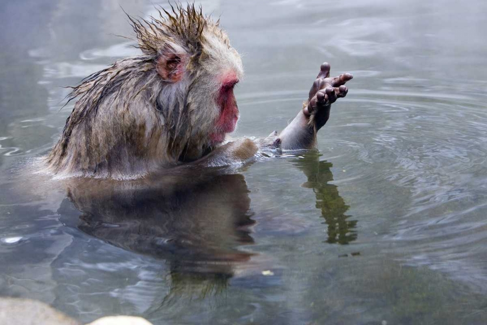 Japan, Nagano Mts Snow monkey in hot spring